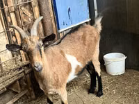 母山羊, Alpine goat — 照片 2