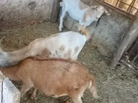 Cabras (lote, sexo no especificado), Cabras — foto 1