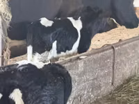सांड, Russian Black pied cattle — फ़ोटो 2