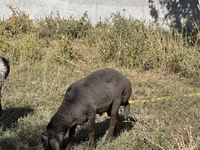 Ovejas (lote, sexo no especificado), Arabi sheep — foto 2