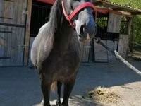 Yegua, Caballos — foto 4