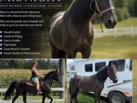 Stute, Przewalski's horse — Foto 1