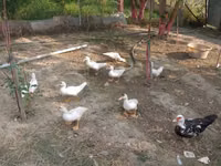 Ducks — foto 1