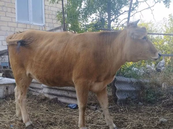 Cow, Caucasian Brown Cow