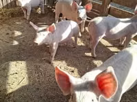 Schweine (Partie, Geschlecht nicht angegeben) — Foto 1