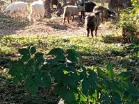 Ziegenbock, Ziegen — Foto 4
