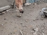 Chickens — foto 4
