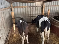 Bull, Cattle — photo 2