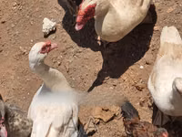 Ducks — photo 2