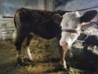 Cow, Swiss cattle — photo 2