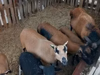 Sheep (batch, sex not specified), Cameroon sheep — photo 2