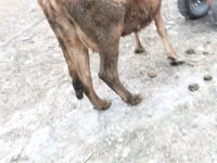 Vaca, Ganado vacuno — foto 6