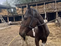 Horse (M), Horses — photo 4