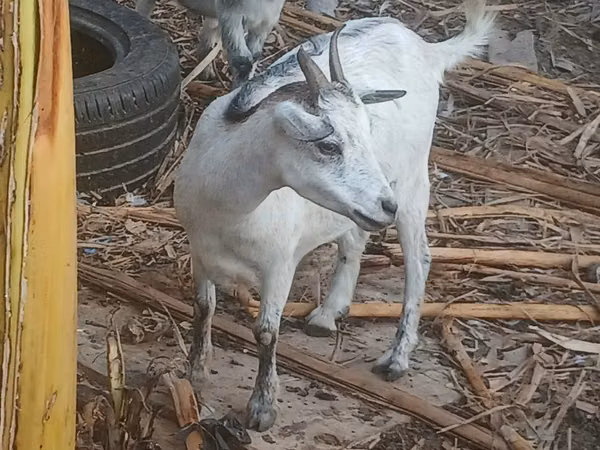 Goat, Goats