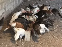 Turkeys — Foto 8