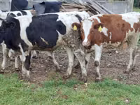 بقرة, Russian Black pied cattle — الصورة 4