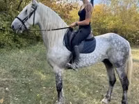 घोड़ा, Andalusian horse — फ़ोटो 4