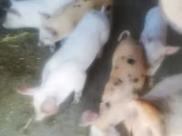 Säue, Schweine — Foto 3