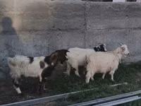 Goat, Nubian Goat — photo 2