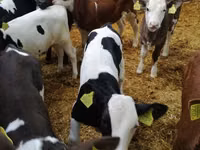 公牛, Cattle — 照片 7