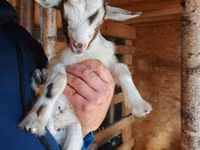 عنزة, Australian Miniature goats — الصورة 1