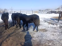 حصان, Yakutian horse — الصورة 3