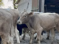 Toro, Swiss cattle — foto 1