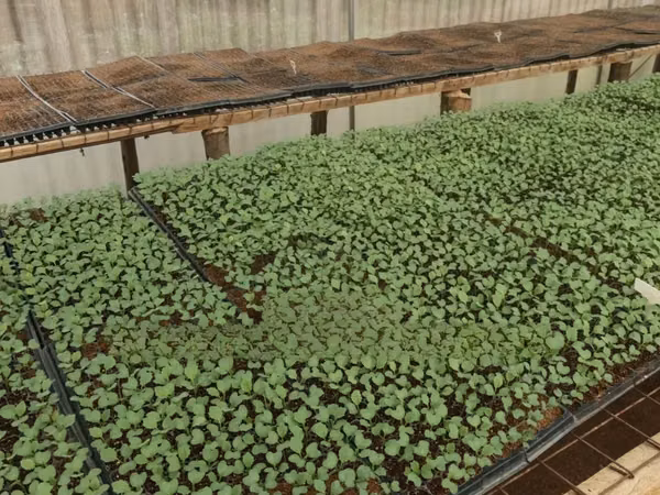 Seedlings Trays 200holes