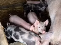 Schweine (Partie, Geschlecht nicht angegeben), Schweine — Foto 5