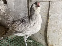 अमेराउकाना — फ़ोटो 2