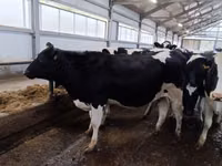 Kuh, Holstein-Rasse — Foto 2