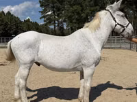 Horse (M), Mule — photo 1