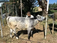 सांड, Ukrainian grey cattle — फ़ोटो 4