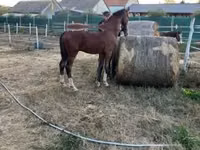 घोड़ा, Dutch warmblood horse — फ़ोटो 7