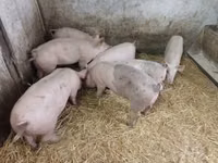 Säue, Schweine — Foto 3