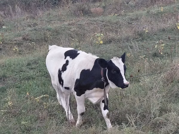 Vaca, Raza Holstein