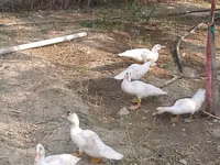 Ducks — foto 4