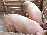 Pigs (batch, sex not specified), Pigs — photo 2