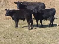 Bulle, Swiss cattle — Foto 2