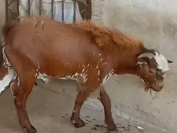 Goats (batch, sex not specified), Goats