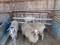 نعجة, Yecheng sheep — الصورة 3