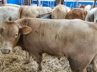 Rinder (Partie, Geschlecht nicht angegeben), Charolais cattle — Foto 1