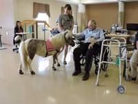 Yegua, Miniature horse — foto 2