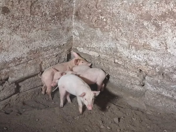 Säue, Schweine
