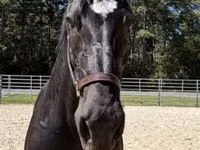Stute, Percheron — Foto 3