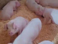 Schweine (Partie, Geschlecht nicht angegeben), Schweine — Foto 3