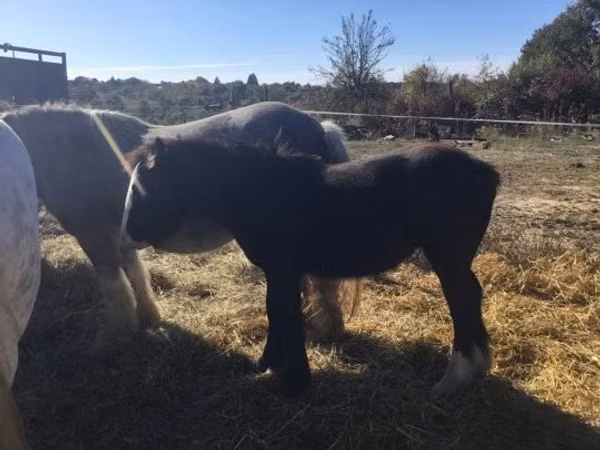 公马, Gypsy horse