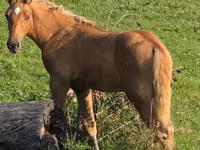 Horse (M), Rocky Mountain Horse — photo 1