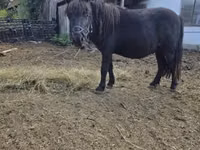 Caballo, Caballos — foto 3