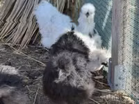 Silkie — photo 6